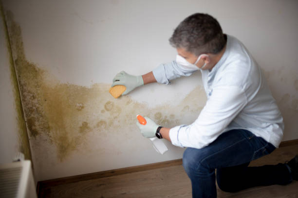 Best Industrial Mold Remediation  in Southgate, MI